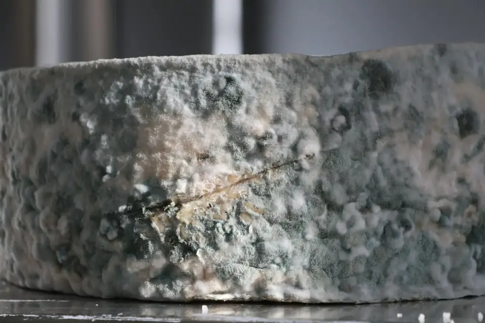 Understanding the Dangers of Hidden Mold & Mycotoxins — Manchester